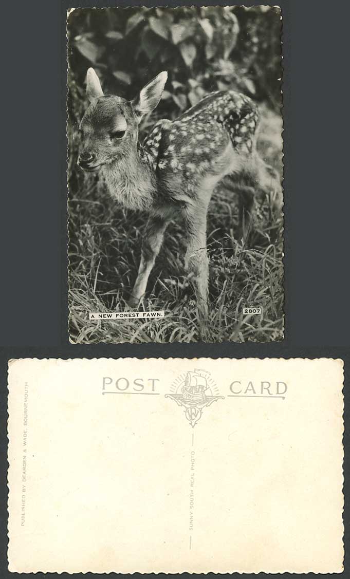 Deer New Forest Fawn Baby Animal Hampshire Old Real Photo Postcard Dearden Wade
