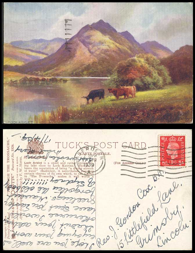 Loch Arklet, Through Trossachs, Highland Cattle 1939 Old Tuck's Oilette Postcard