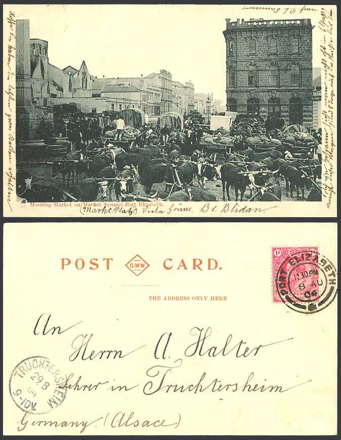 South Africa Port Elizabeth 1904 Old Postcard Morning Market Market Square Bulls
