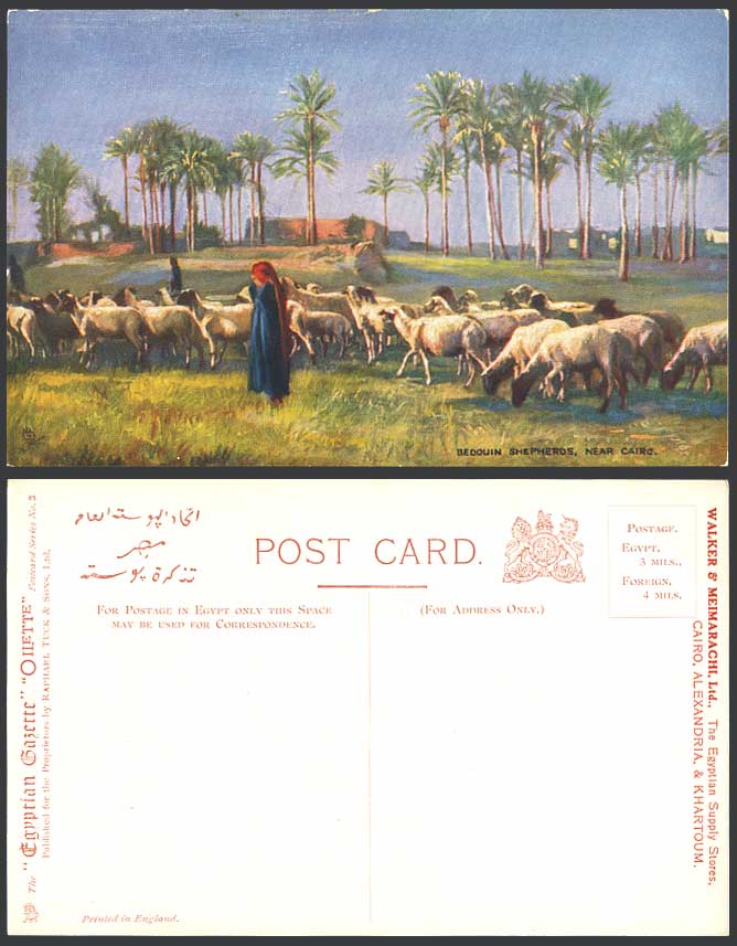 Sheep Egypt Old Tuck's Oilette Postcard Bedouin Shepherds Cairo Egyptian Gazette