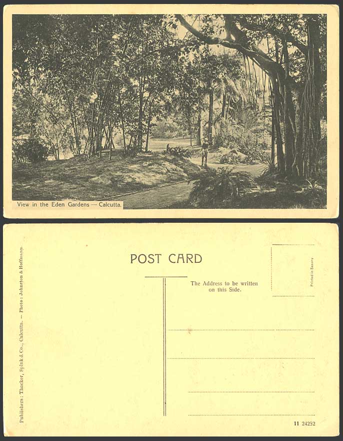 India Old Postcard View in The Eden Gardens Calcutta Bamboo Forest Palm Tree Man