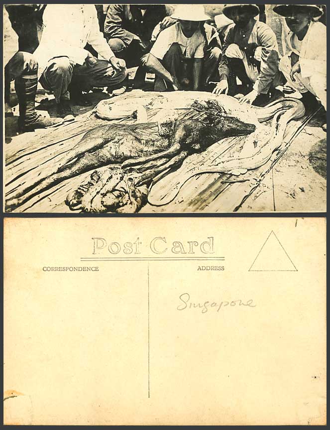 Singapore Old Real Photo Postcard A DEER from A BIG SNAKE'S STOMACH Python Snake