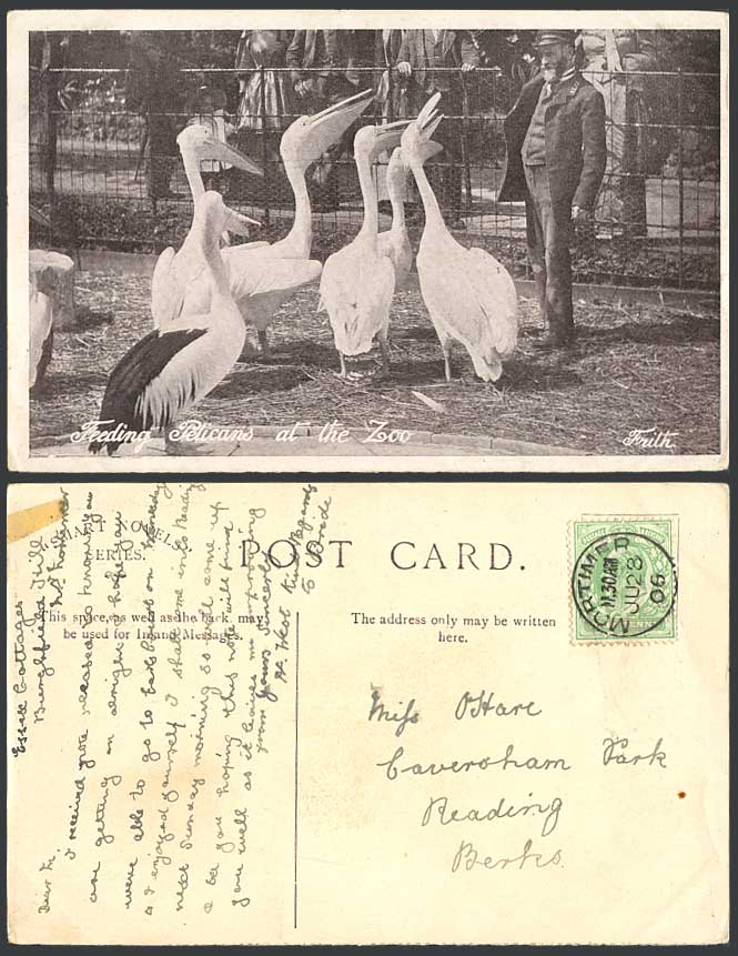 Zookeeper Feeding PELICANS at The Zoo Animal Bird 1906 Old Postcard Smart Novels