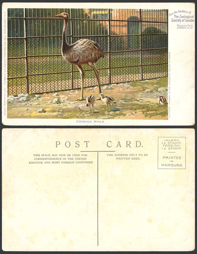 Common Rhea Chicks Flightless Birds Ostrich Emu, London Zoo Animals Old Postcard