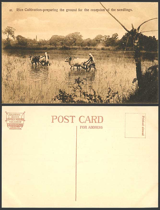India Old Postcard Rice Cultivation Prepare Ground for Seedlings Reception, Oxen