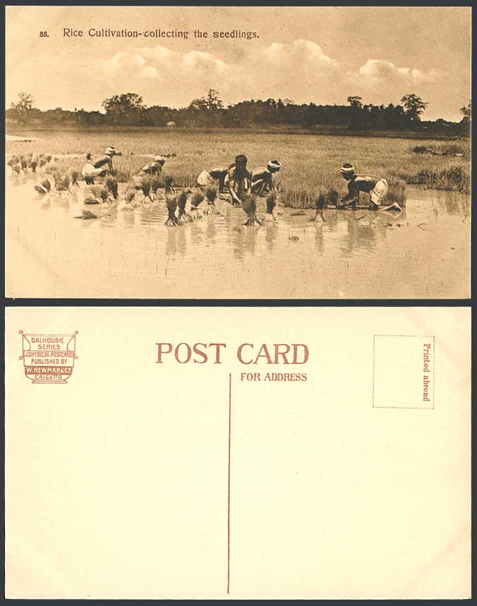 India Old Postcard Native Farmers Rice Cultivation Collecting Seedlings, Paddies