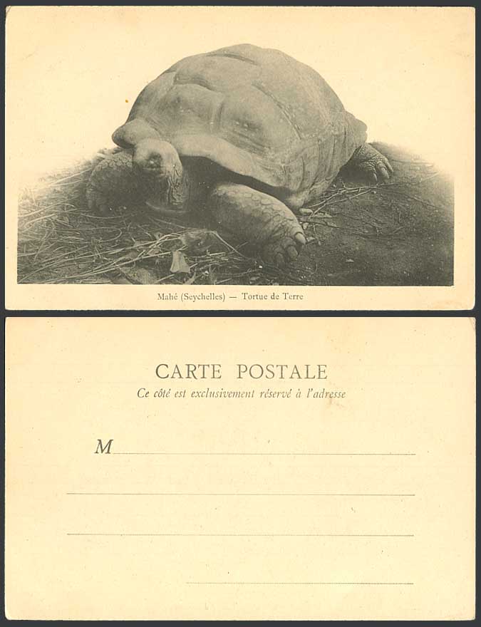Seychelles 1910 Old UB Postcard MAHE Tortoise Land Turtle Tortue de Terre Animal