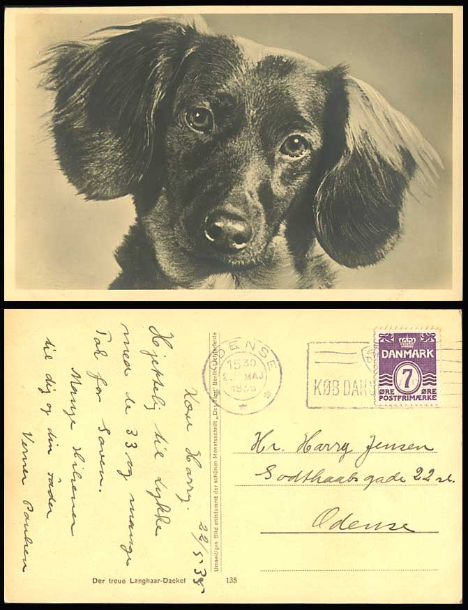 Dachshund German Sausage Dog Puppy Long Hair Langhaardackel 1935 Old RP Postcard