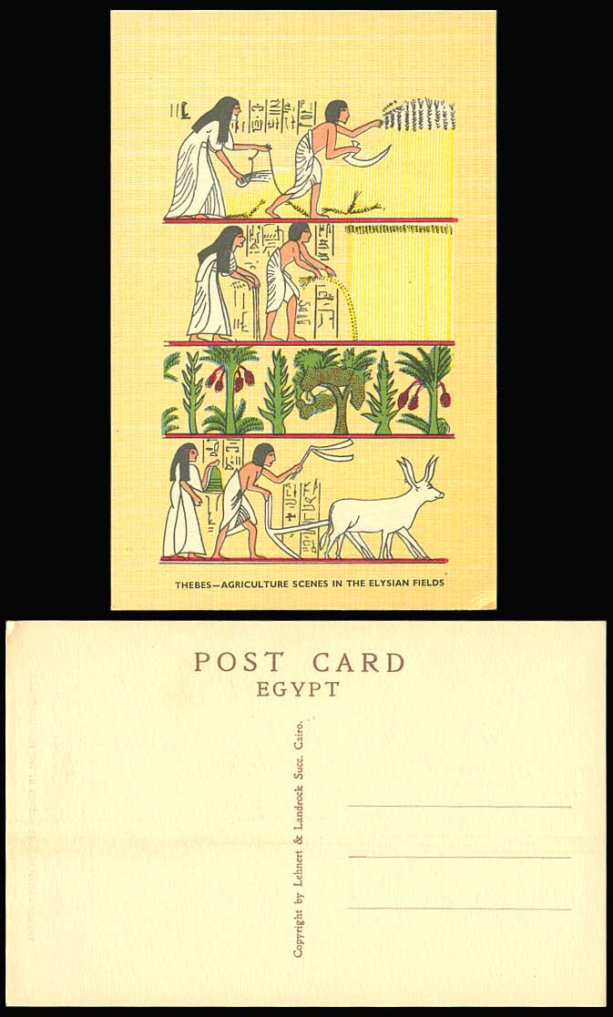 Egypt c.1960 Old Postcard Thebes Agriculture Scenes in The Elysian Fields Cattle