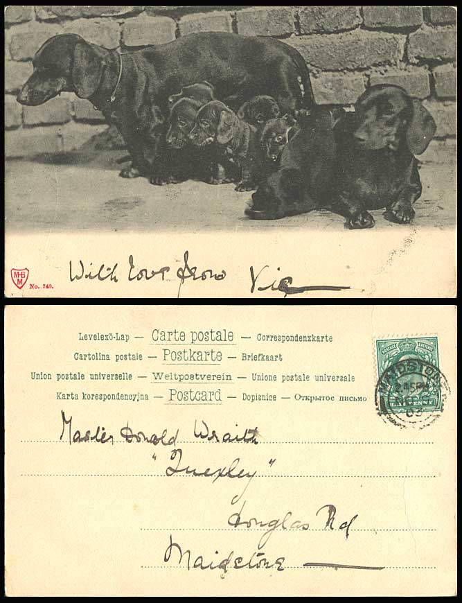 Dachshund German Sausage Dog Puppy, Dachshunds Dogs Puppies 1903 Old UB Postcard