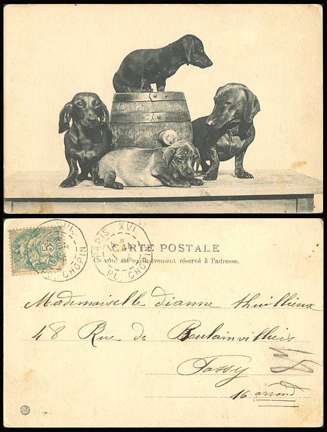 Dachshund German Sausage Dog Puppy Dogs Puppies Wine Barrel 1904 Old UB Postcard