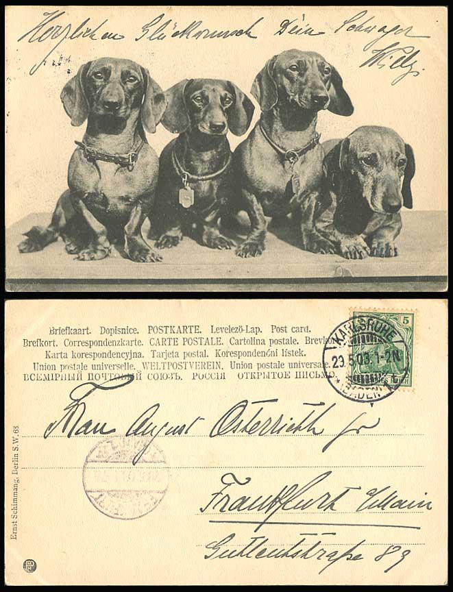 Dachshund German Sausage Dogs Dachshunds Puppies Dog Puppy 1903 Old UB Postcard