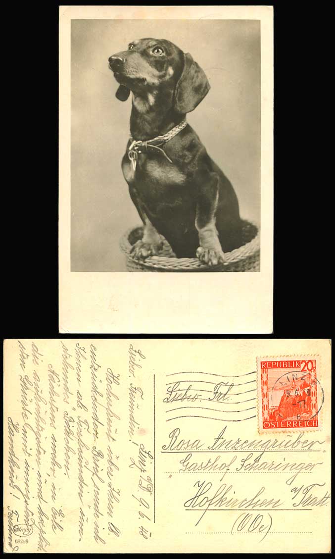 Dachshund German Sausage Dog Collar Puppy in Basket 1948 Old Real Photo Postcard