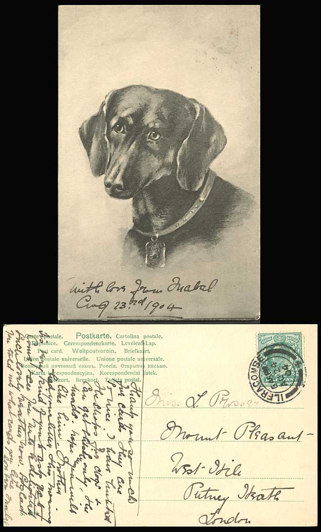 Dachshund German Sausage Dog Puppy 1904 Old Postcard Art Artist Drawn Pet Collar