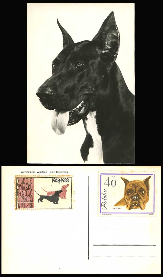 Dogue Allemand, Bulldog, Dachshund, German Sausage Dog Show, Warsaw Old Postcard