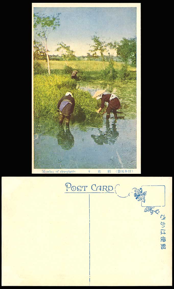 Japan Old Colour Postcard Mowing of Rice Plants, Native Japanese Farmers at Work