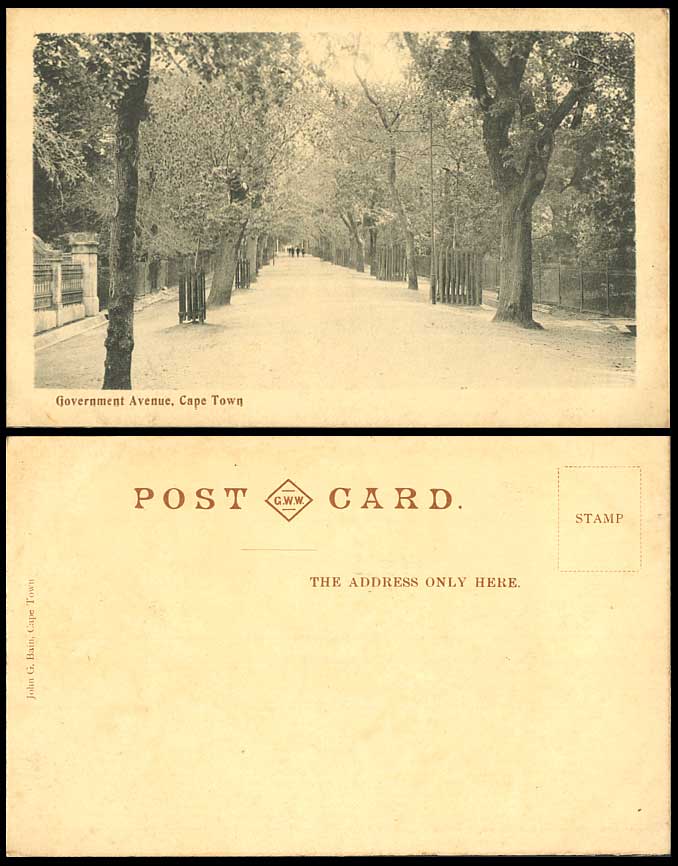 South Africa Cape Town Government Avenue Old UB Postcard Tree-Lined Street Scene