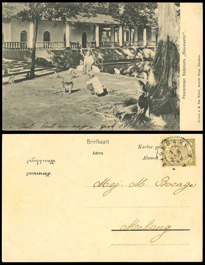 Indonesia Java Pasuruan 1910 Old Postcard Monkey Pasoeroean Badplaats Blauwwater