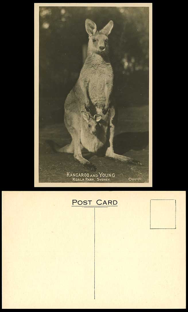 KANGAROO & YOUNG Koala Park Sydney Animals Australia NSW Old Real Photo Postcard