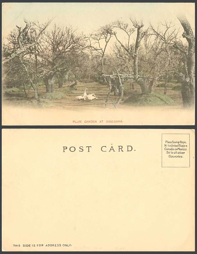 Japan Old Hand Tinted U.B. Postcard Plum Garden at Kinegawa Kinugawa Geese Birds
