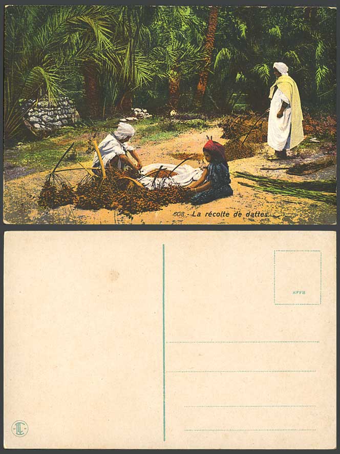 Morocco Old Postcard Harvest of Dates La recolte de dattes Date Trees Girl & Men