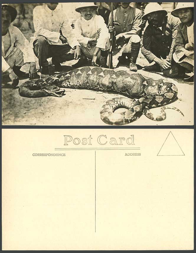 Singapore Big Malay Python SNAKE Deer in STOMACH Hunters Old Real Photo Postcard