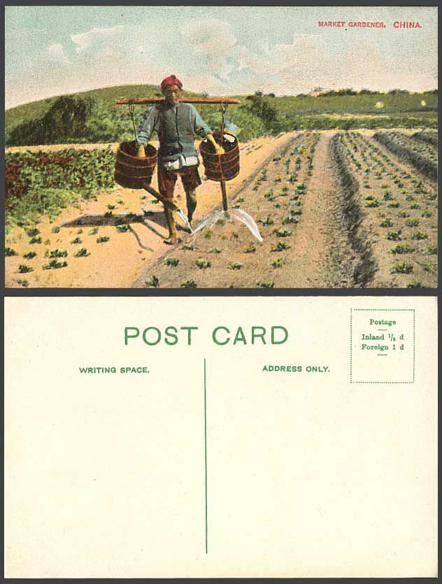 Hong Kong China Old Postcard A Chinese Market Gardener Farmer Water Paddy Fields
