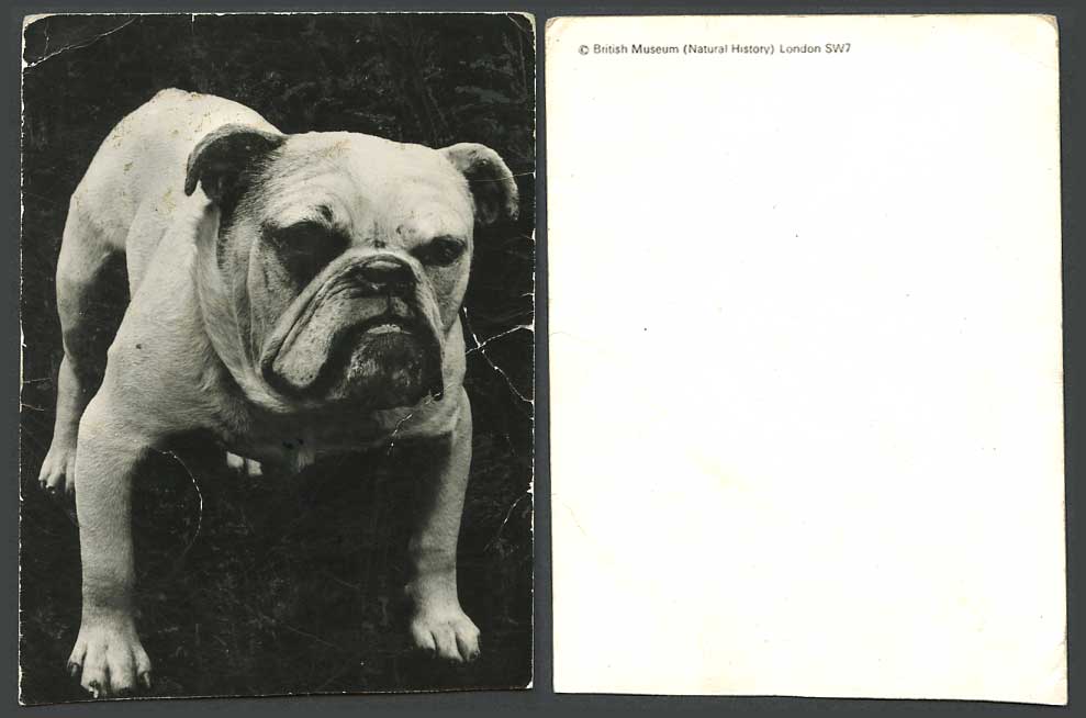 Bulldog Bull Dog Pet Animal British Museum (Natural History) London Old Postcard