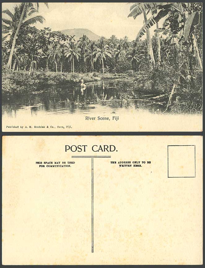 Fiji Old Postcard Fijian River Scene Palm Trees Panorama A.M. Brodziak & Co Suva