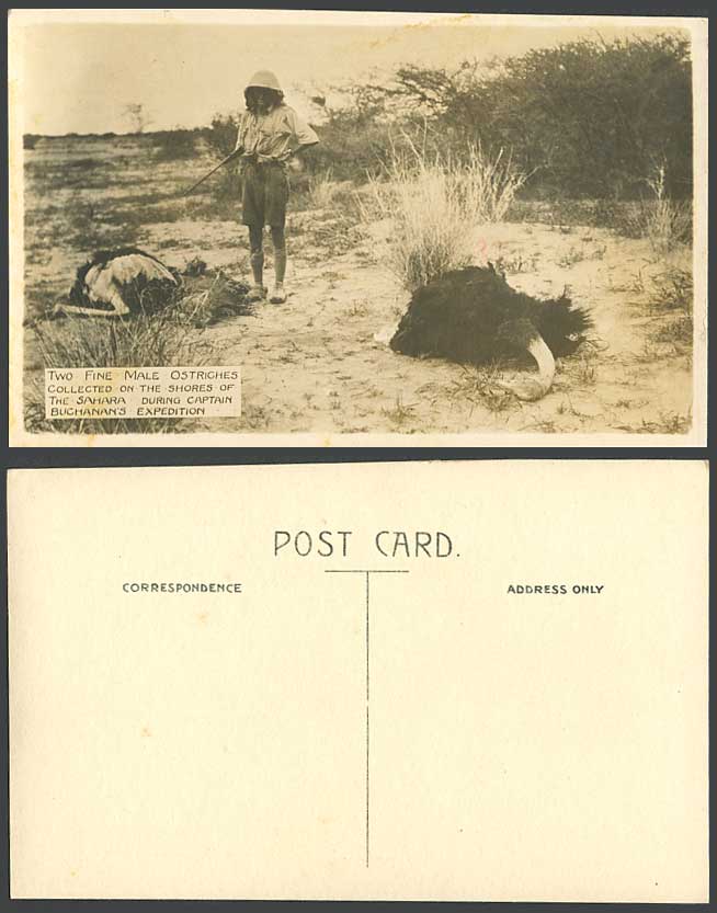 Africa Captain Angus Buchanan Sahara, Hunter 2 Male Ostriches Birds Old Postcard