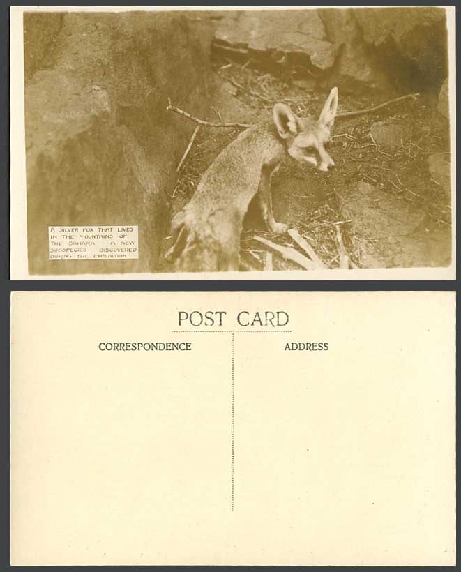 Africa Captain Angus Buchanan Sahara A Silver Fox Lives in Mountain Old Postcard