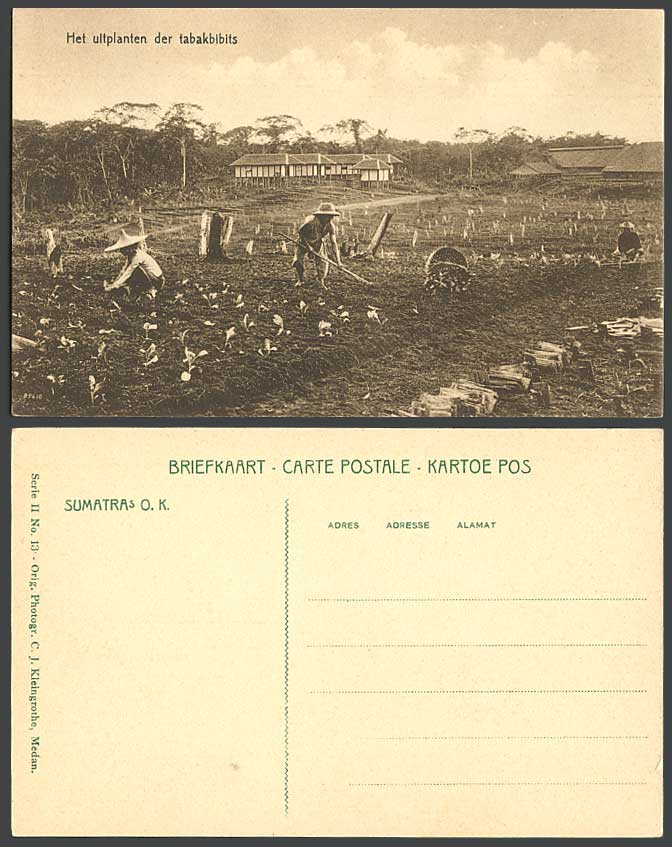 Indonesia DEI Old Postcard Sumatra OK, Tobacco Plantation Fields Farmers at Work