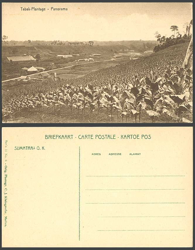 Indonesia D.E.I. Old Postcard Sumatra, Tobacco Plantation Fields, Panorama Tabak