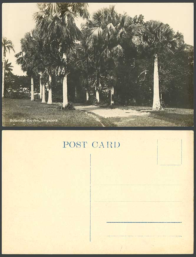 Singapore Old Real Photo Postcard Botanical Garden Botanic Gardens Palm Tree Ave