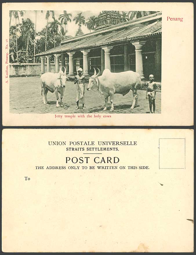Penang Old UB Postcard Jetty Temple with Holy Cows Cow Native Man Boy Palm Trees