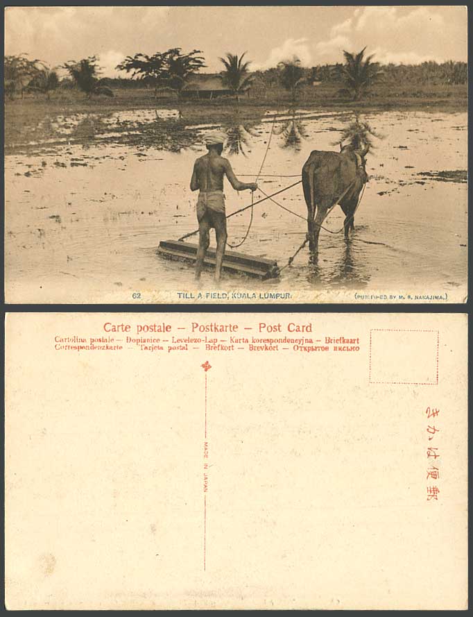 Malaya Kuala Lumpur Malay Farmer Till a Field Cattle Agriculture Old Postcard 62