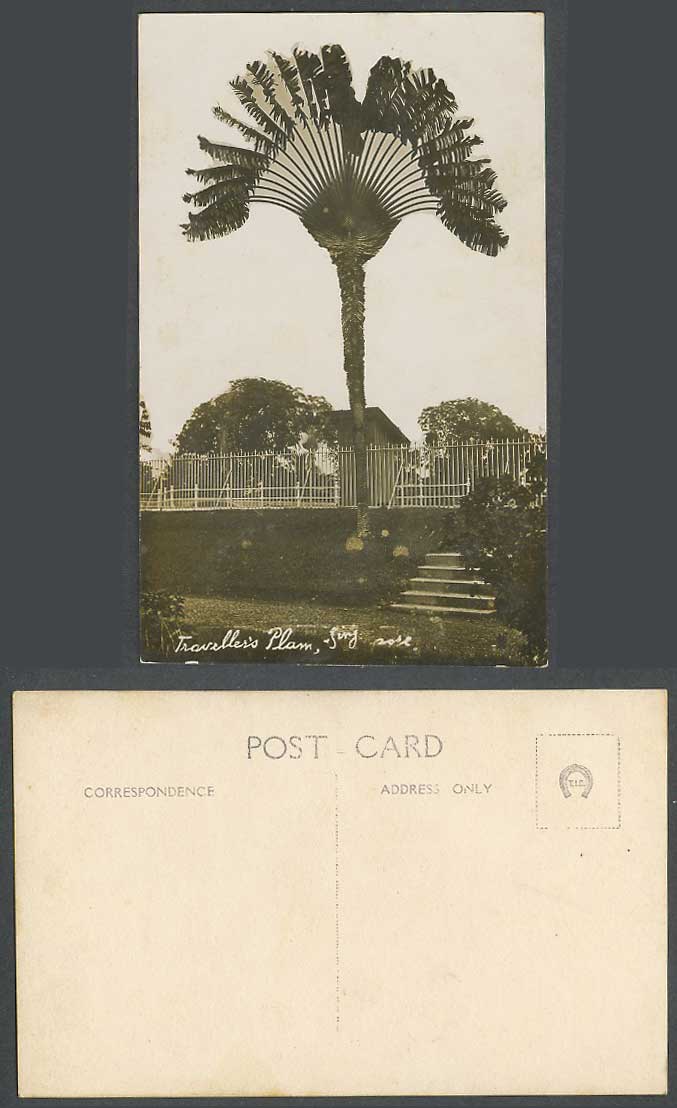 Singapore Old Real Photo Postcard Traveller's Palm Tree Travelling Tree Steps RP