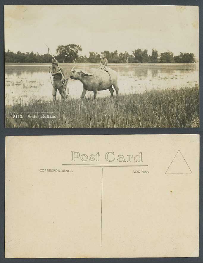 Penang Old Real Photo Postcard A Native Boy Riding Water Buffalo Farmer No. 8113