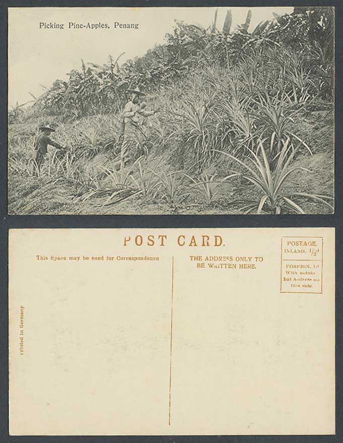Penang Old Postcard Native Malay Farmers, Picking Pine-Apples Pineapples, Ethnic