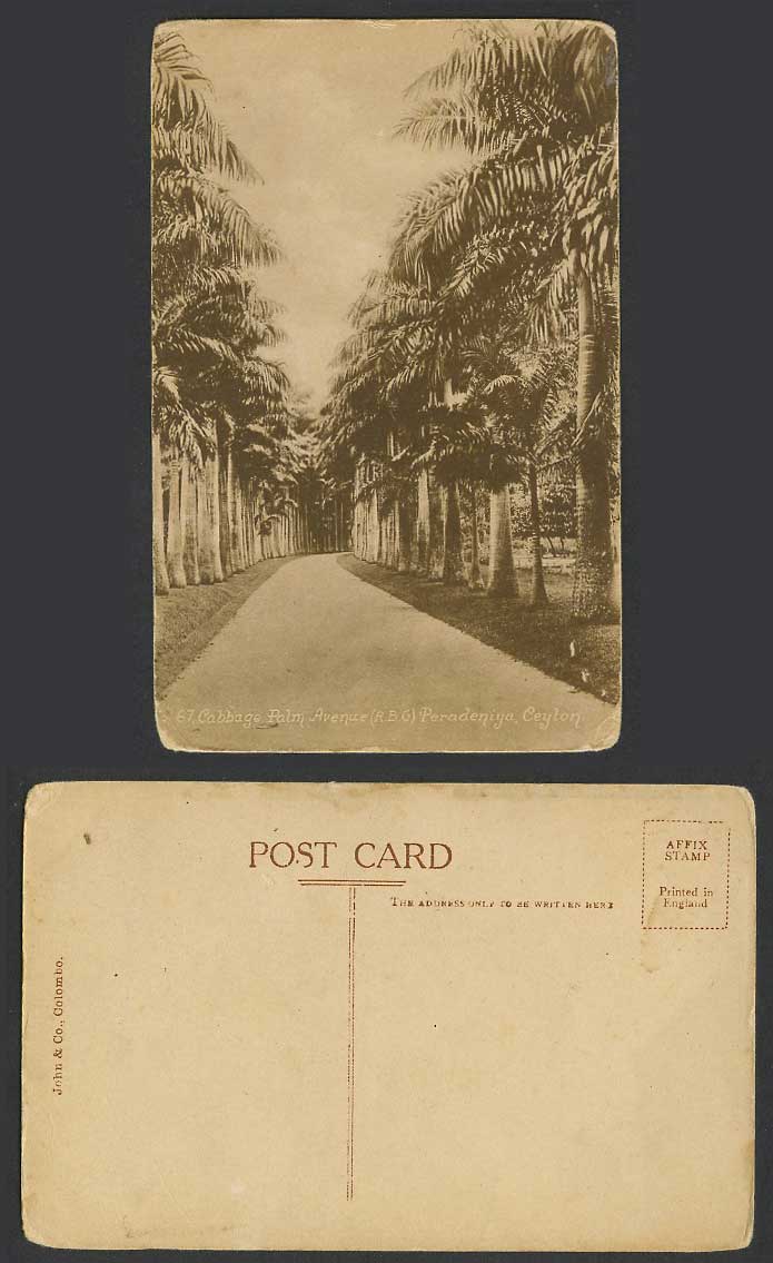 Ceylon Old Postcard Cabbage Palm Avenue Peradeniya R.B.G. Royal Botanical Garden