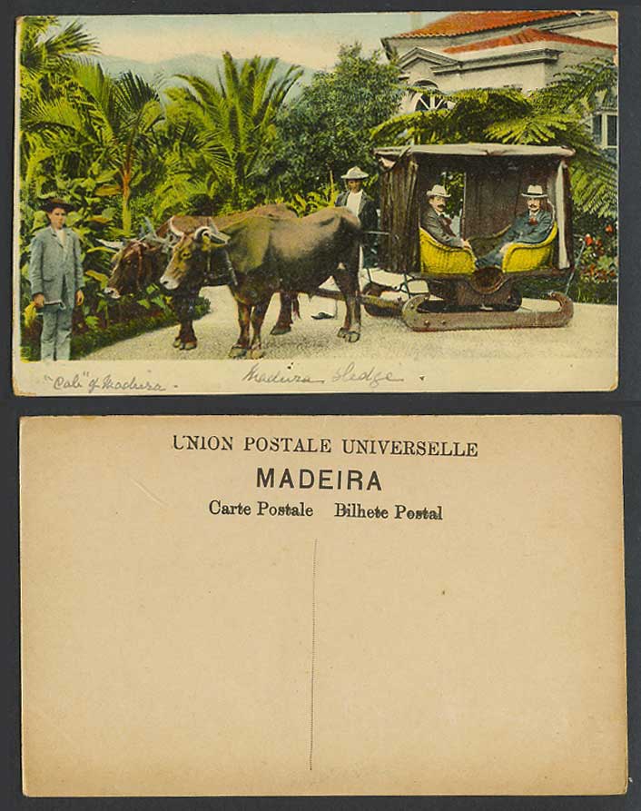 Portugal Old Colour Postcard Madeira Sledge Street Scene Native Transport Cattle