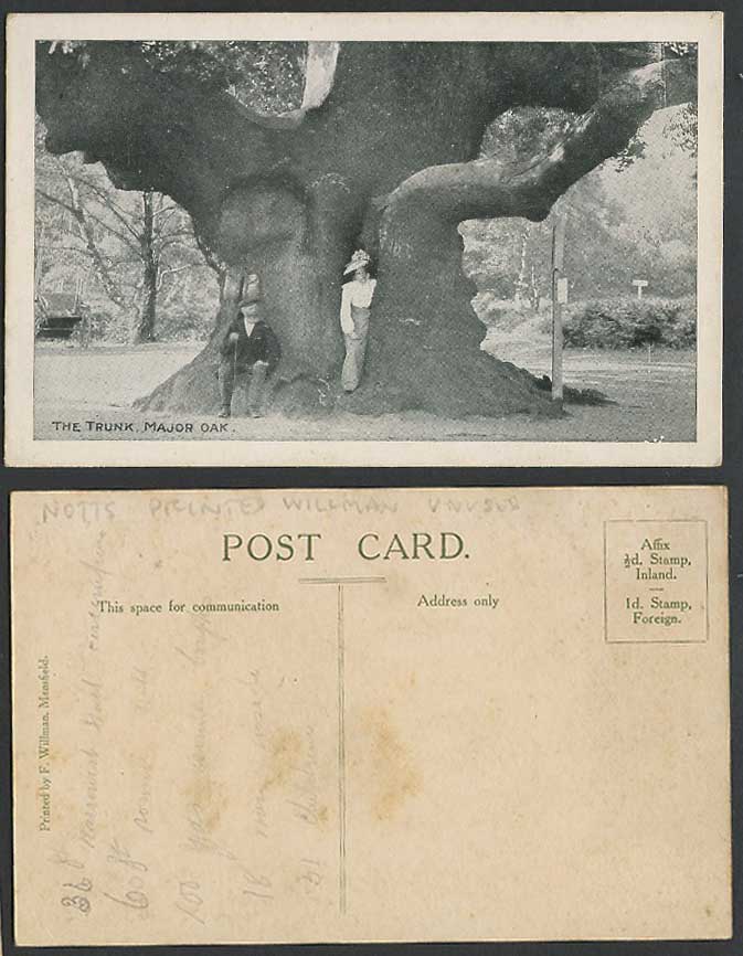 Sherwood Forest, Major Oak The Trunk, Edwinstowe Village Robin Hood Old Postcard
