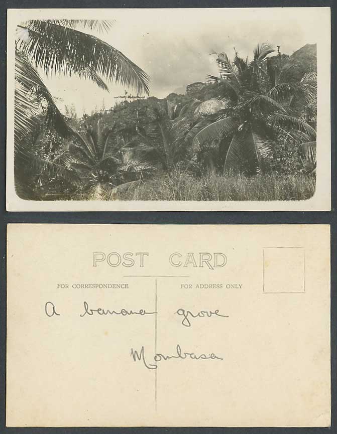 Kenya Old Real Photo Postcard A Banana Grove, Mombasa, Banana Trees Africa, R.P.