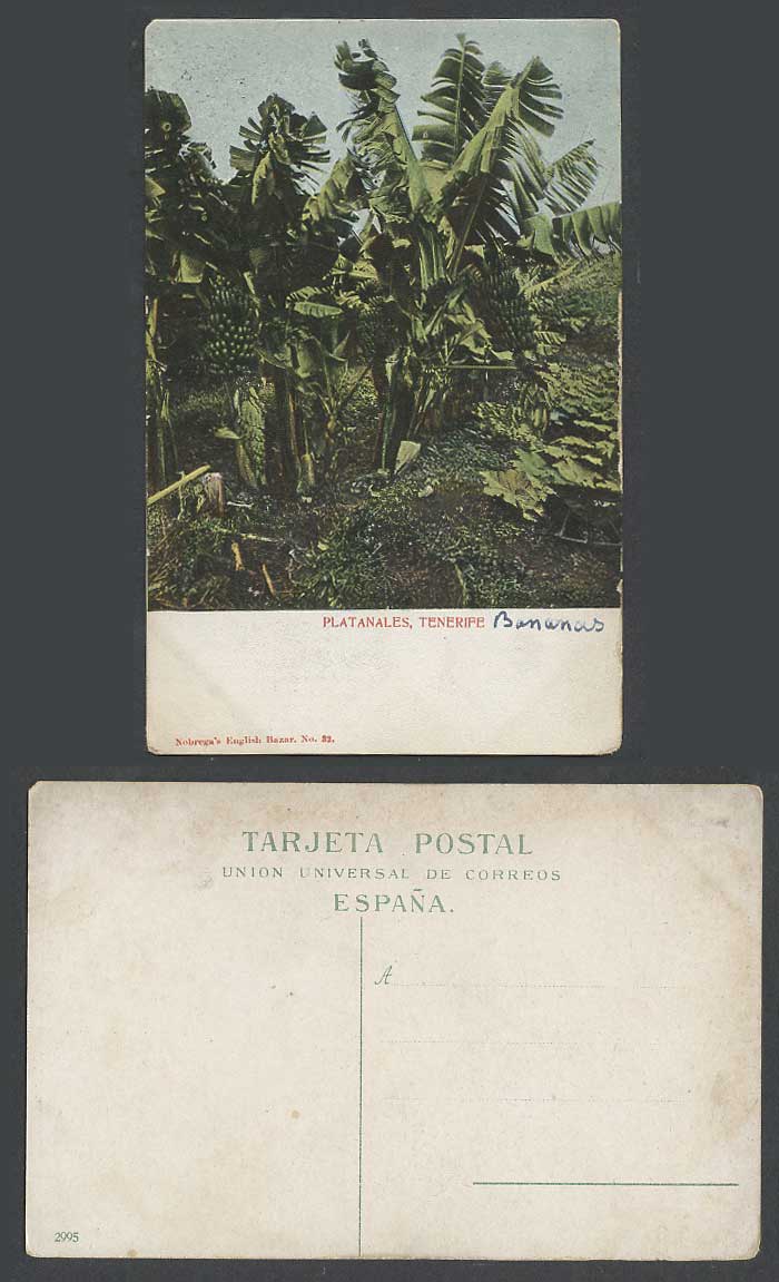Spain Old Colour Postcard Tenerife Platanales Bananas Banana Trees, Nobrega's 32