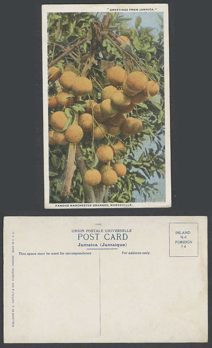 Jamaica Old Colour Postcard Famous Manchester Oranges, Mandeville, B.W.I. Fruits