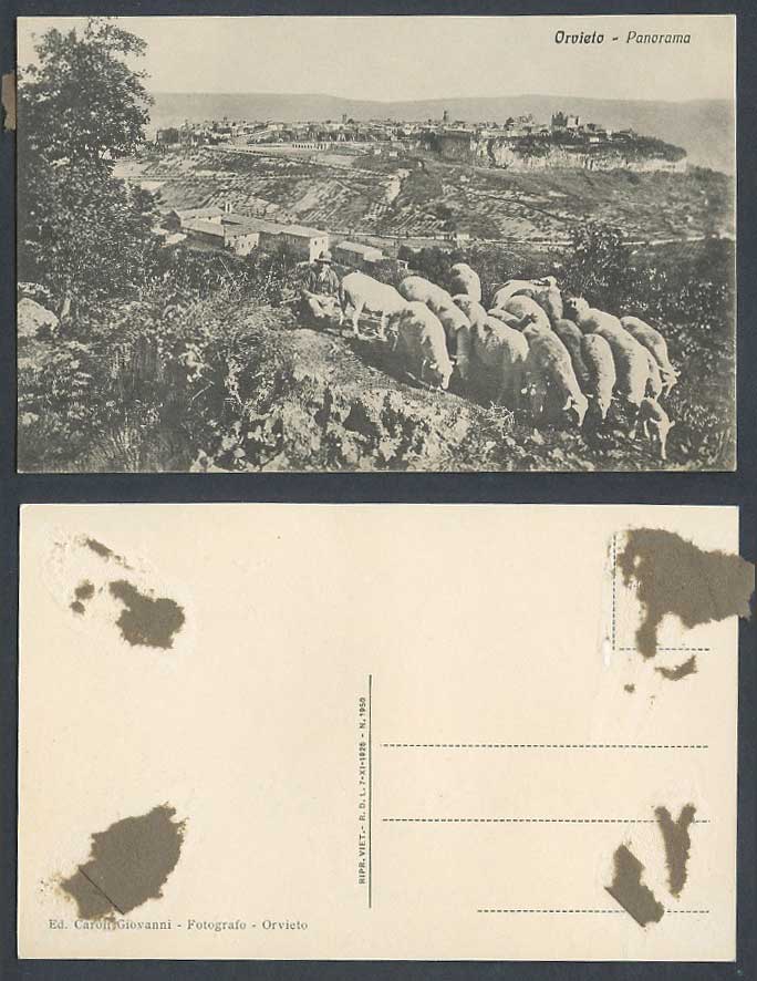 Italy Old Postcard Orvieto Panorama General View Shepherd and Sheep Grazing 1950