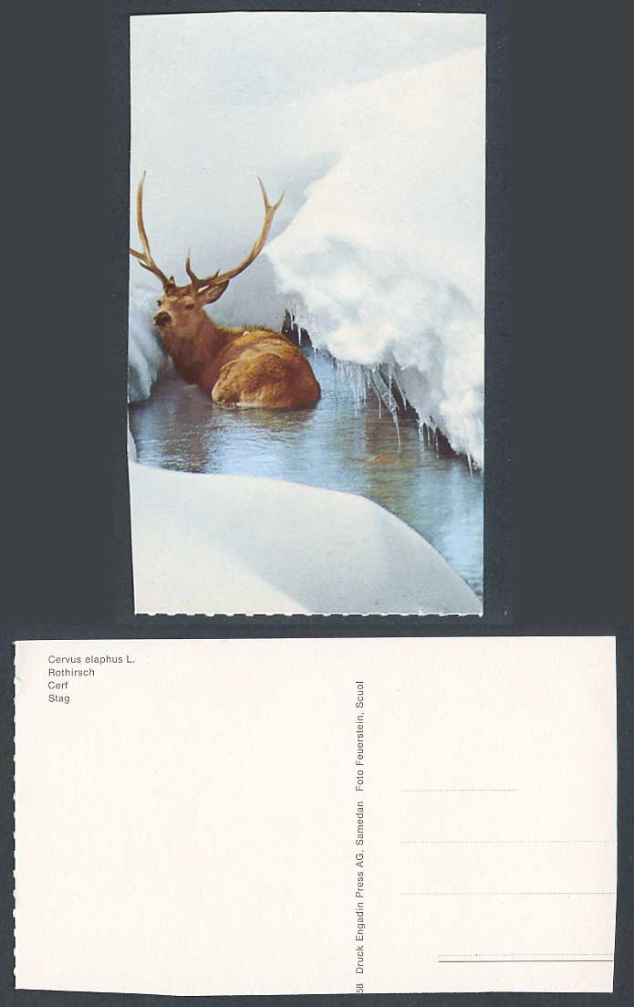 Stag in Water, Cervus elaphus L., Rothirsch, Cerf, Deer Winter Snow Ice Postcard
