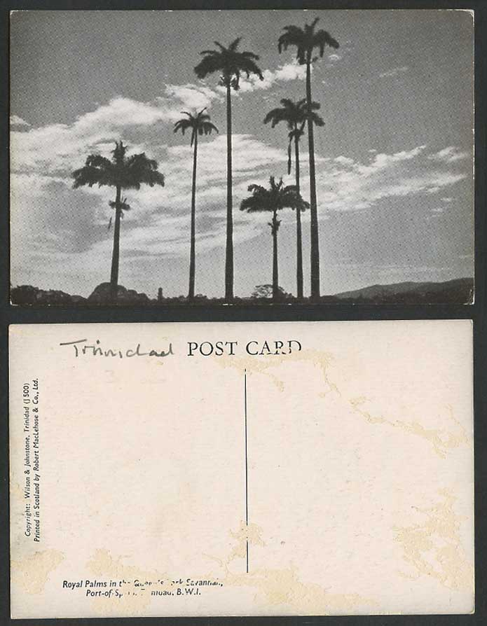 Trinidad Old Postcard Royal Palms in The Queen's Park Savannah Port of Spain BWI