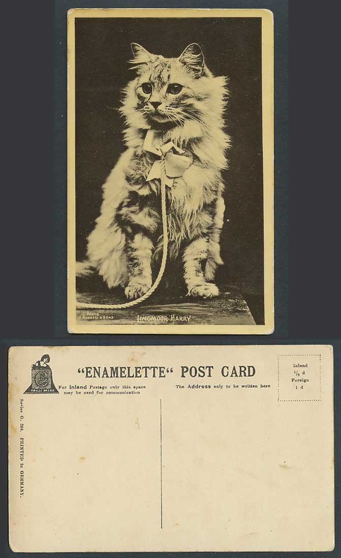 Cat Kitten Lingmoor Harry Pet Animal Enamelette G394 J Russell Sons Old Postcard