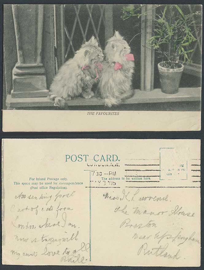 Cats Kittens, The Favourite 1905 Old Hand Tinted Postcard Cat Kitten, Window Pot